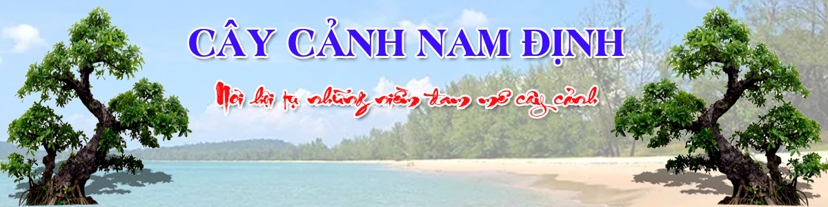 Cây Cảnh Nam Định